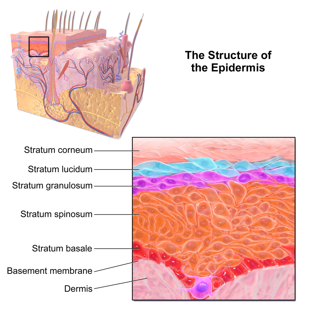 10.3 Epidermis – Human Biology 10.3 Epidermis – Human Biology